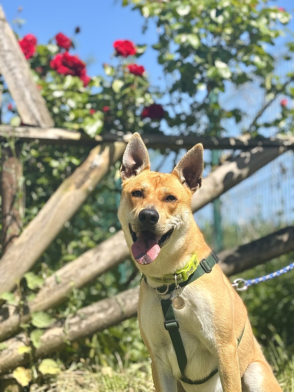 Pets for adoption all creatures great and small animal sanctuary