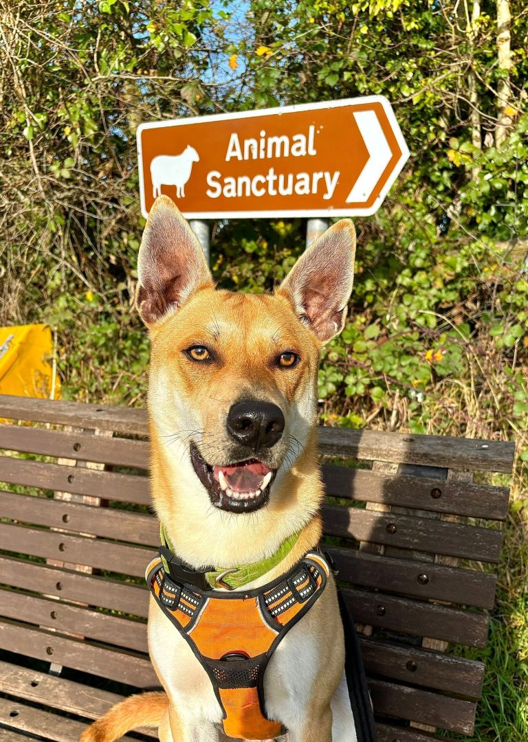 the-adoption-process-all-creatures-great-and-small-animal-sanctuary