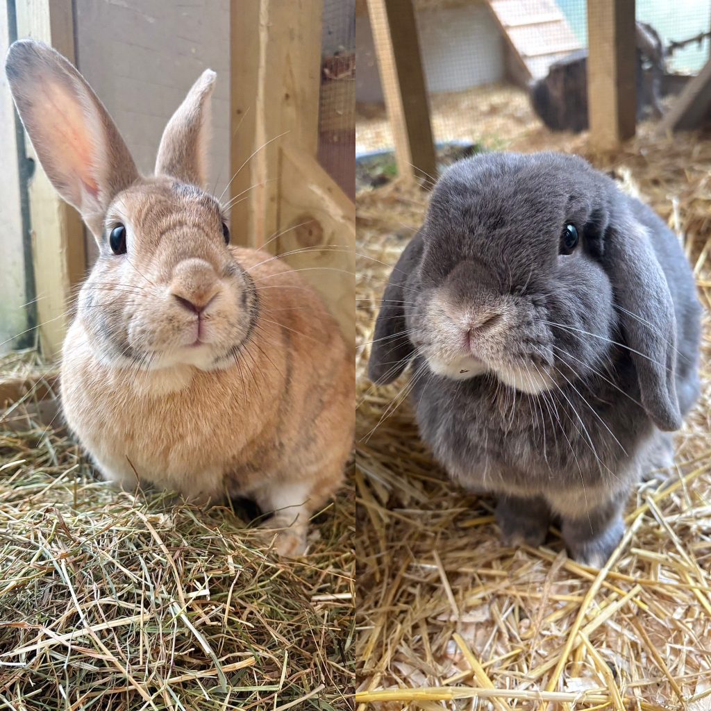 Small Creature Rescues Pets for Adoption - All Creatures Great And Small Animal Sanctuary