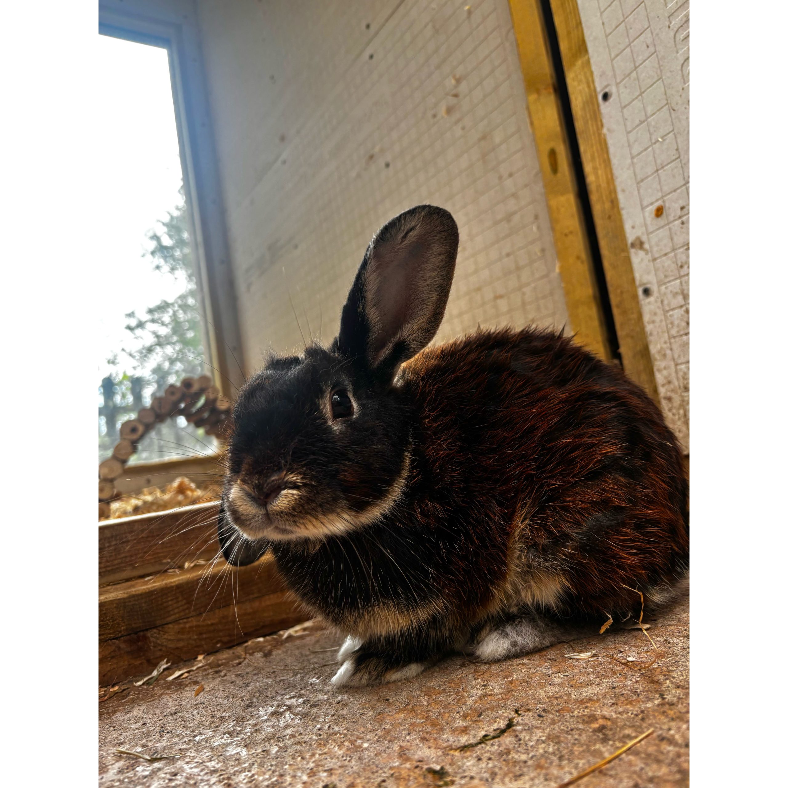 Teddy — photo 6