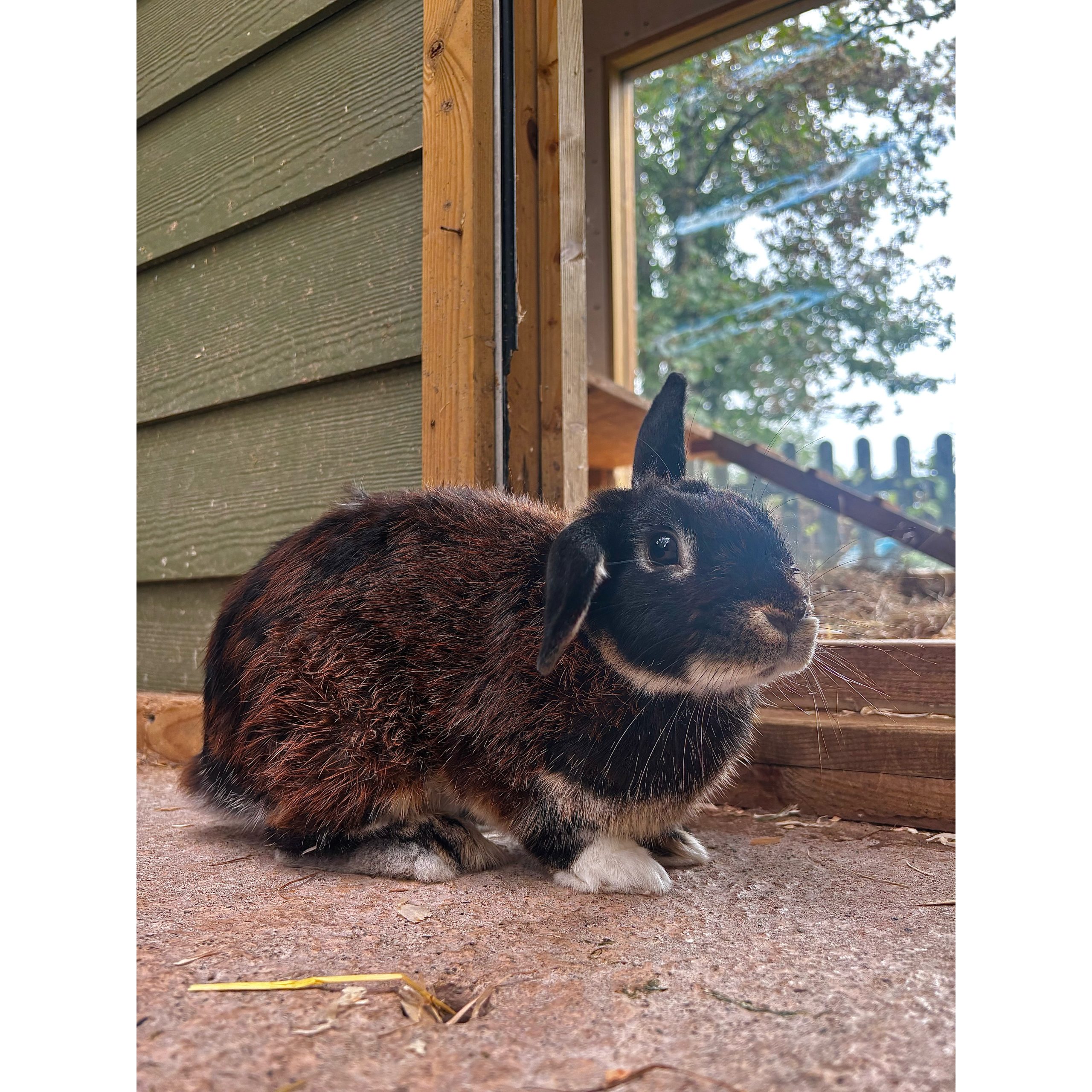 Teddy — photo 4