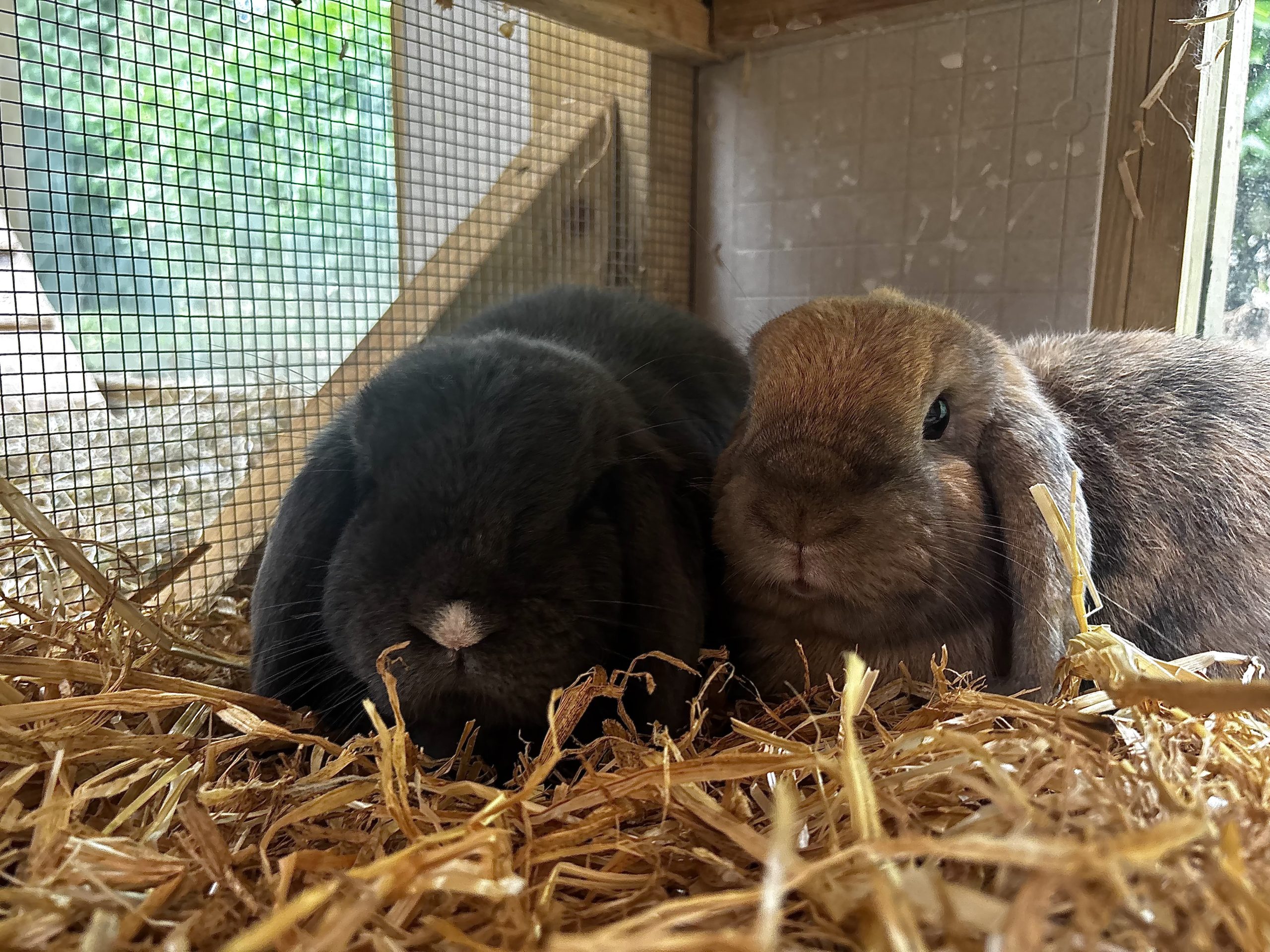 Banana & Milkshake — photo 4