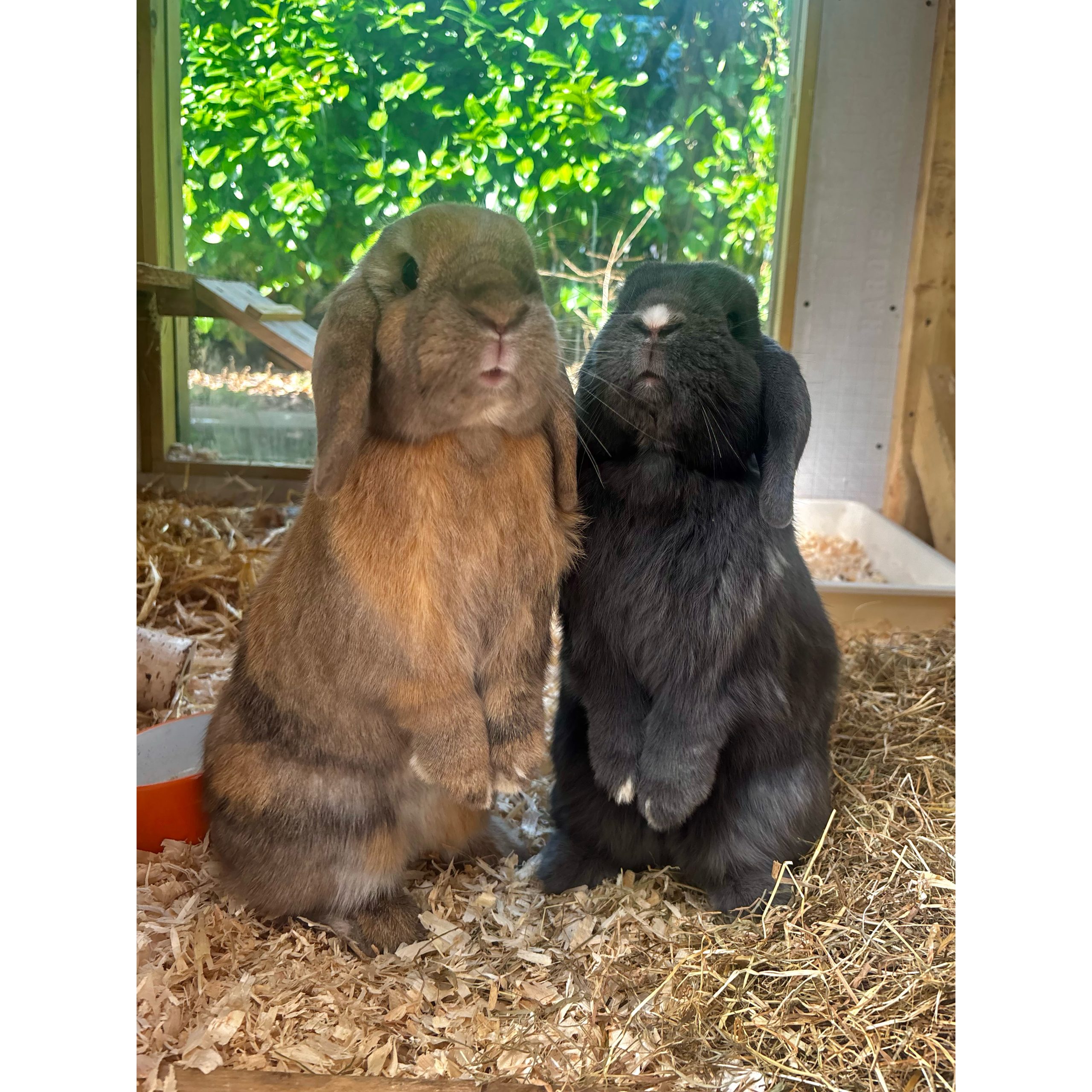 Banana & Milkshake — photo 2