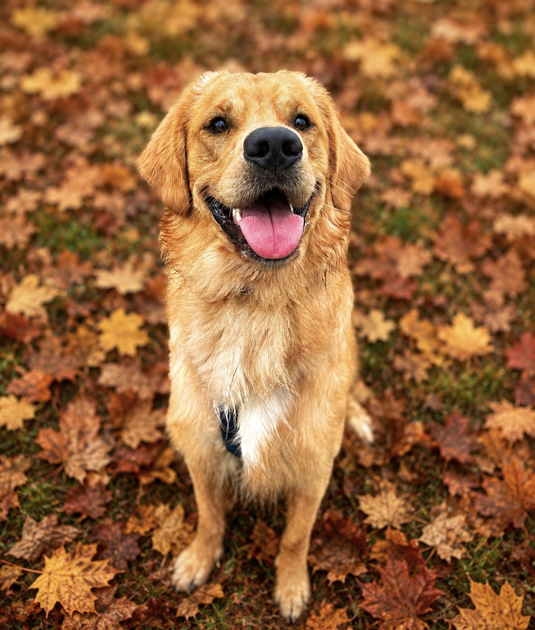 Charlie Nickname Charles, a 14 years old male Golden Retriever available for adoption from All Creatures Great And Small in Wales